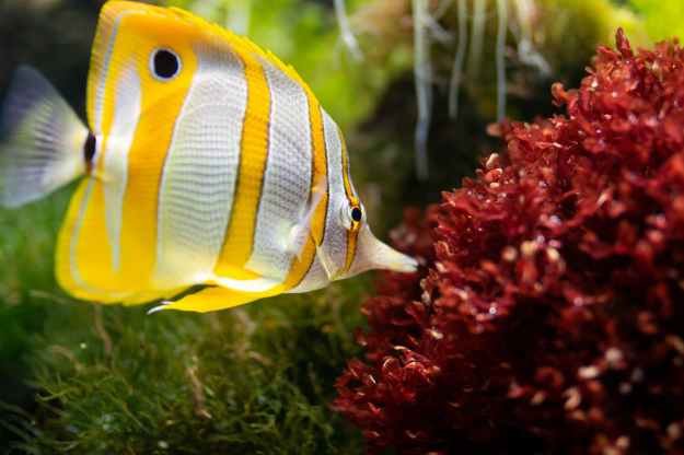 yellow and white fish